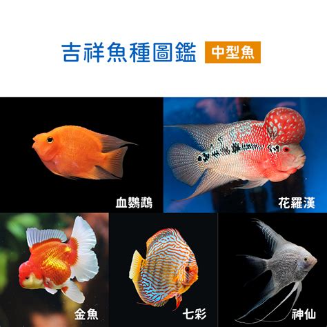 招財的魚|財神魚(黃金戰船)飼養14要點 – 寵物百科